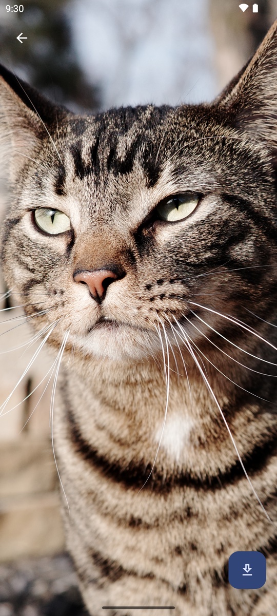 Eureka's photo viewer zoomed in on a tabby cat's face, with a download button in the corner.